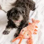 Floppy Lobster Interactive Dog Toys🐶