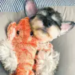 Floppy Lobster Interactive Dog Toys🐶
