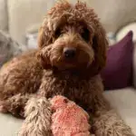 Floppy Lobster Interactive Dog Toys🐶