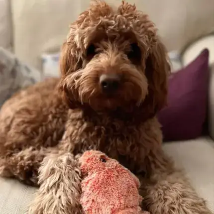 Floppy Lobster Interactive Dog Toys🐶