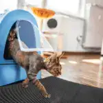 Double Layer Non-Slip Pet Cat Litter Mat