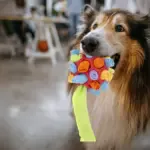 Dog Chew Toy Balls