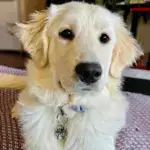 Personalized Pet Collar Name Tag