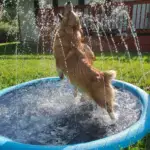 Refreshing Dog Sprinkler Pad - Image 3