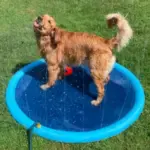 Refreshing Dog Sprinkler Pad - Image 6