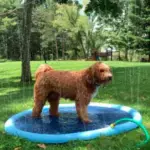 Refreshing Dog Sprinkler Pad - Image 10